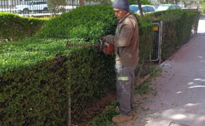 Mantenimiento jardines en Madrid