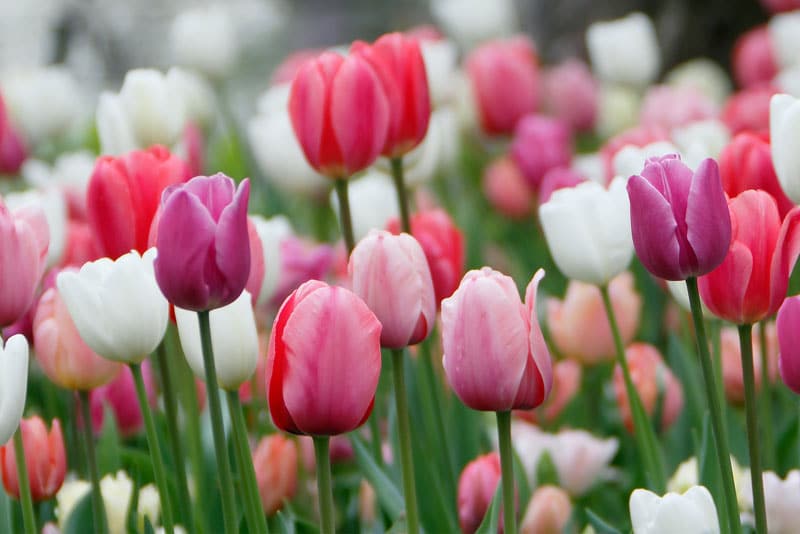 Manos plantando bulbos de tulipán en el suelo a la profundidad adecuada en otoño