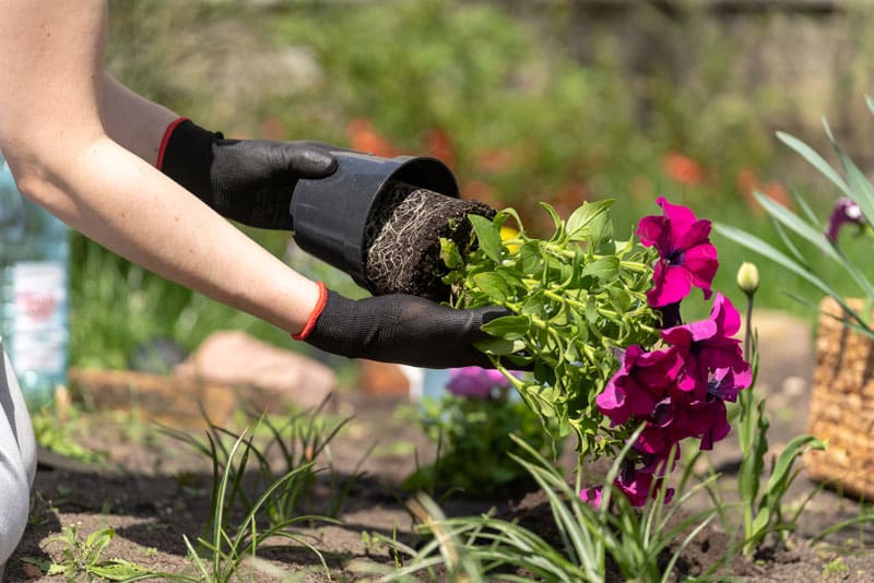 Petunias de múltiples colores floreciendo en un jardín cuidado y luminoso