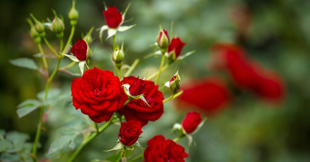 Detalle de manos retirando flores marchitas de un rosal para favorecer nueva floración