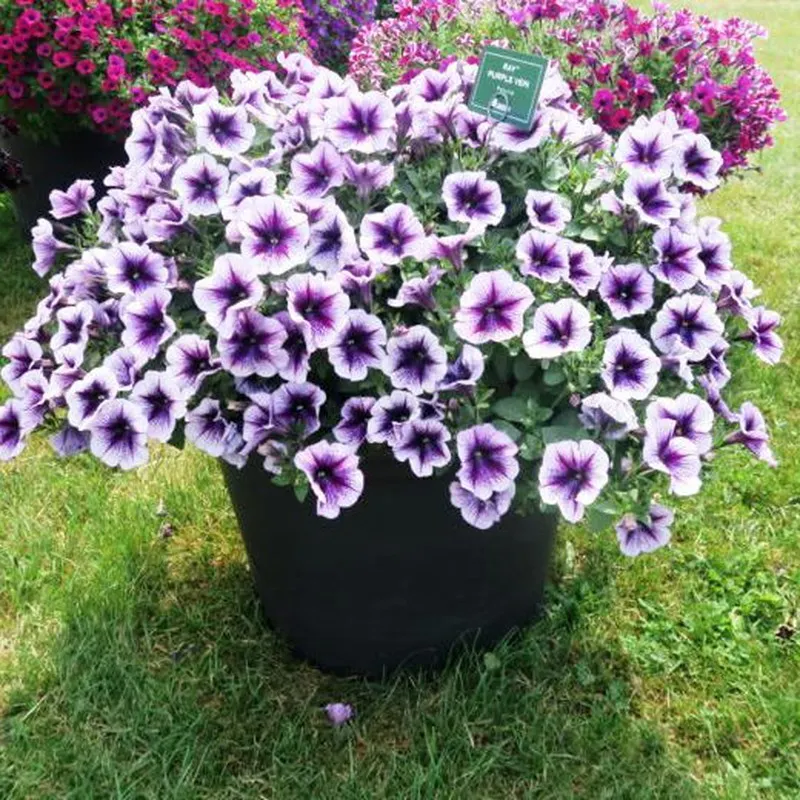 Diseño de jardín con petunias formando patrones de colores armoniosos