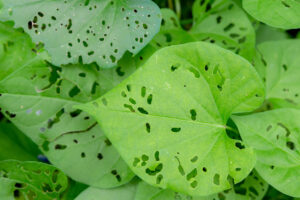Plagas en plantas
