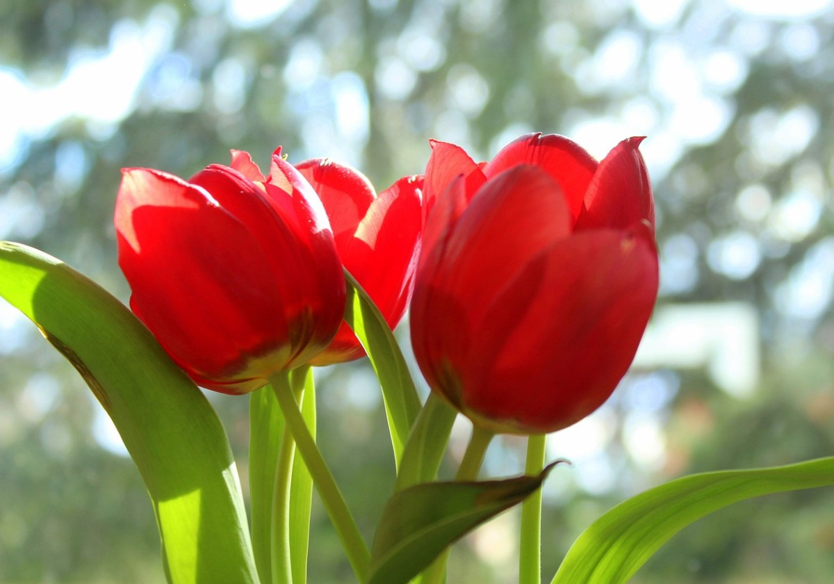 Jardín diseñado con tulipanes formando patrones de color en combinación con otras plantas