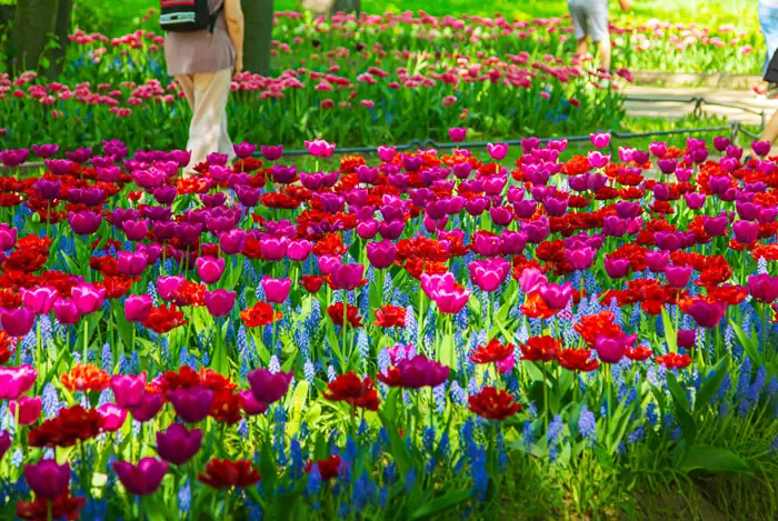 Riego controlado de tulipanes en un jardín utilizando una regadera en primavera