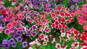 Poda de petunias